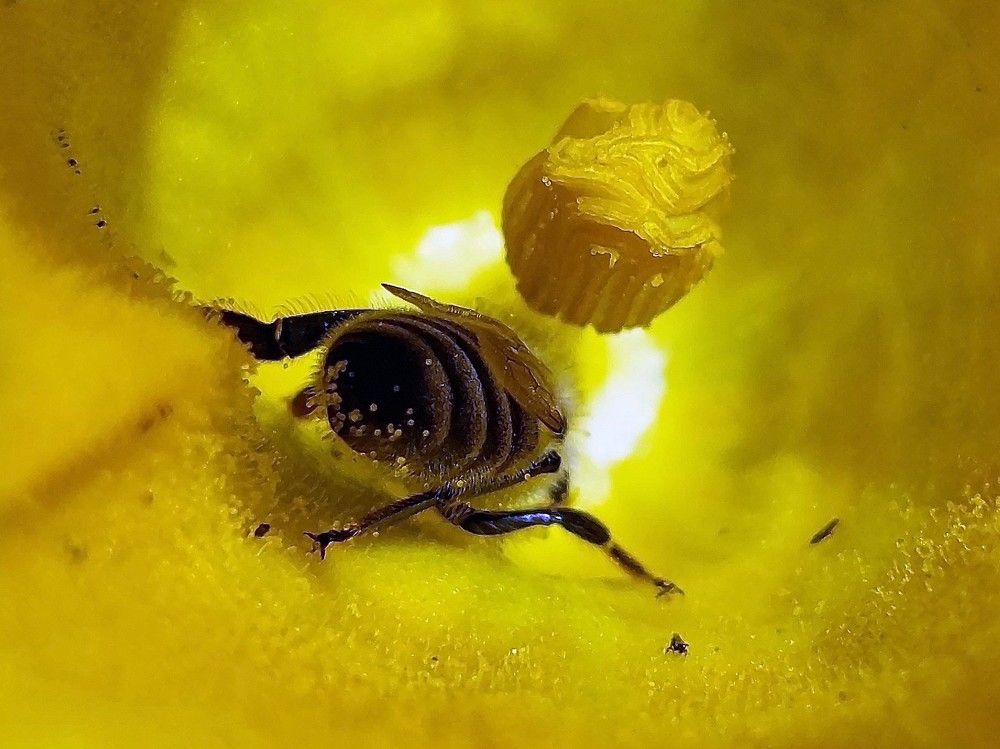 Peľový kúpeľ a nasávanie nektáru z kvetu tekvice.