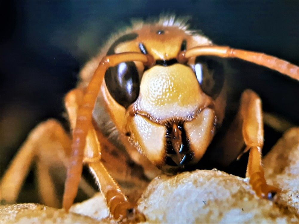 Včela medonosná zapĺňa plást nektárom.