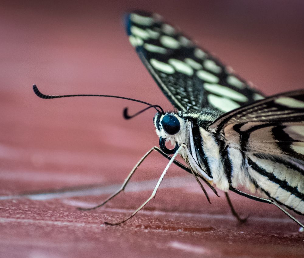 Photograph by Sumiran Waghmare