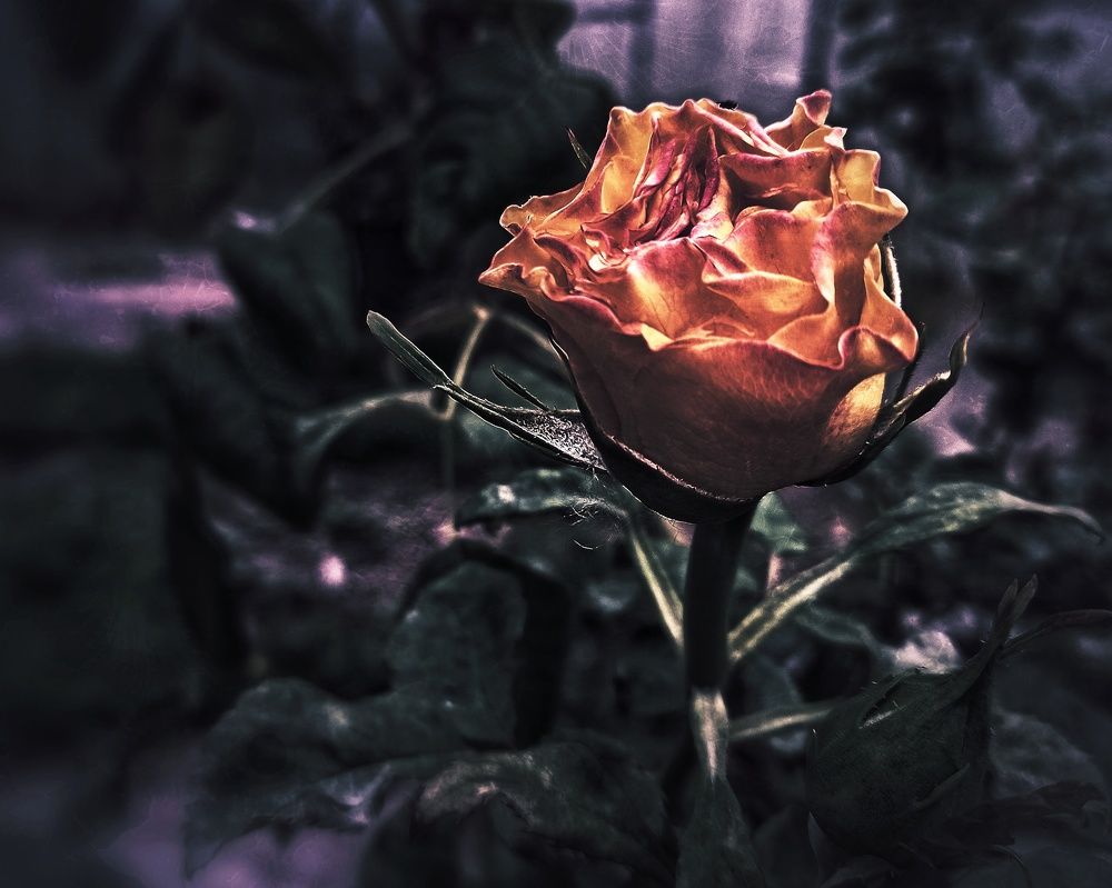 Photograph by Пётр Селетков