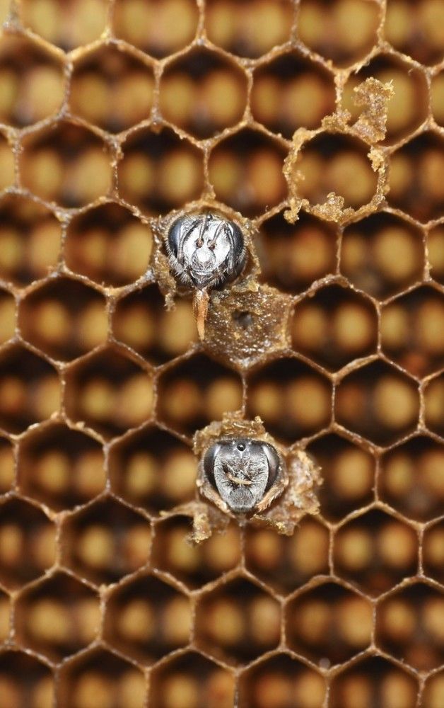 Photograph by Roshan Dhotre