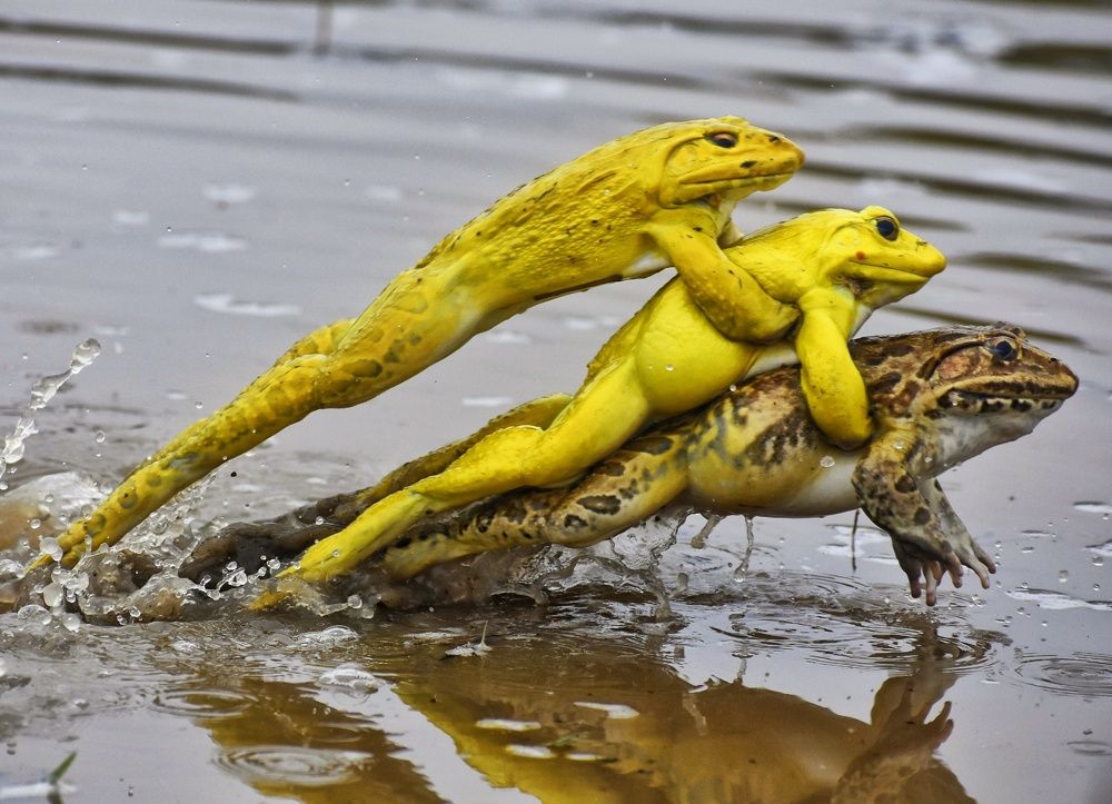 Jumping Indian bullfrog
