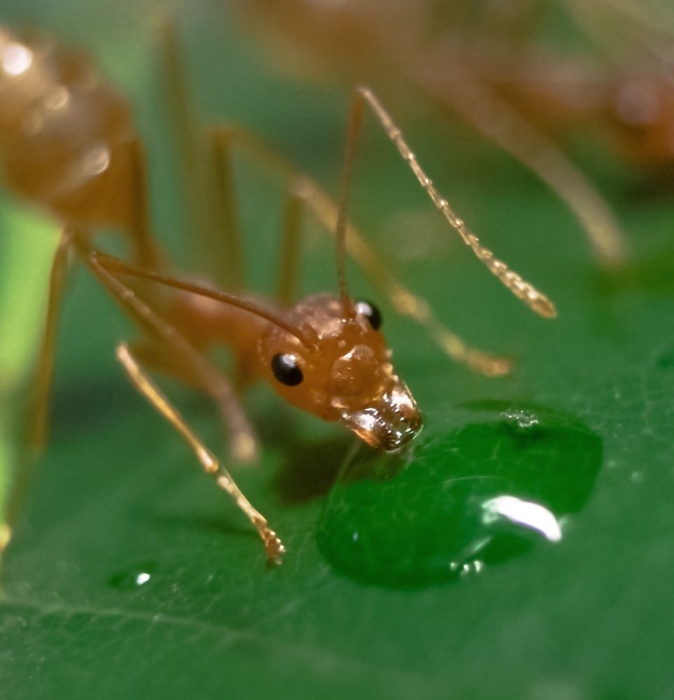 Сладкая капля.