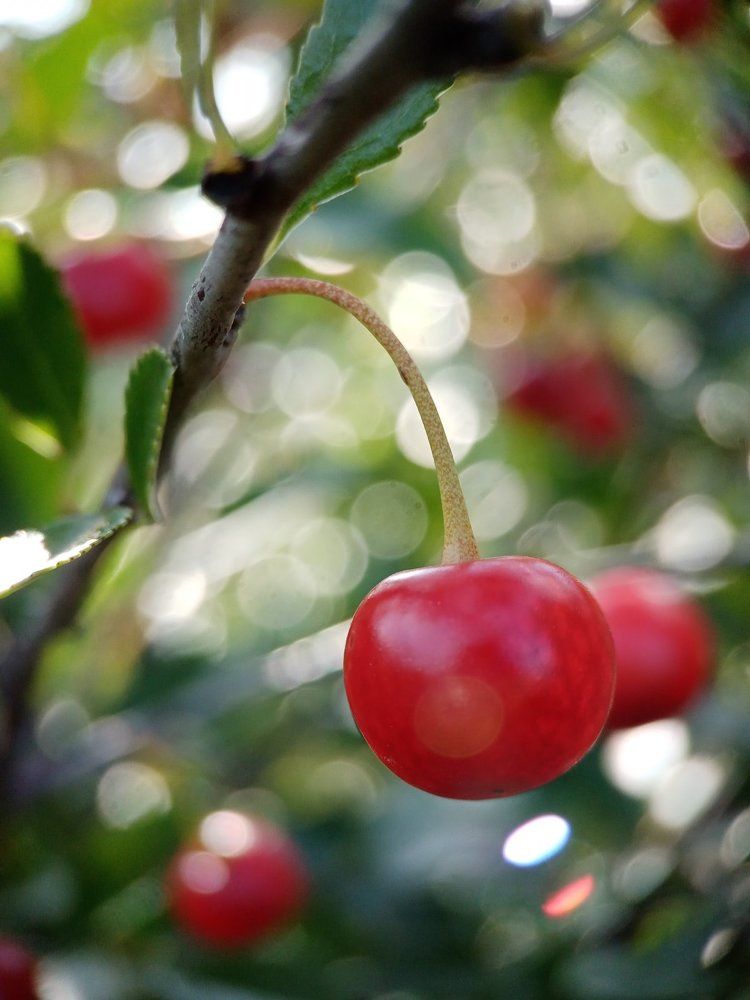 Photograph by Светлана Хамитова