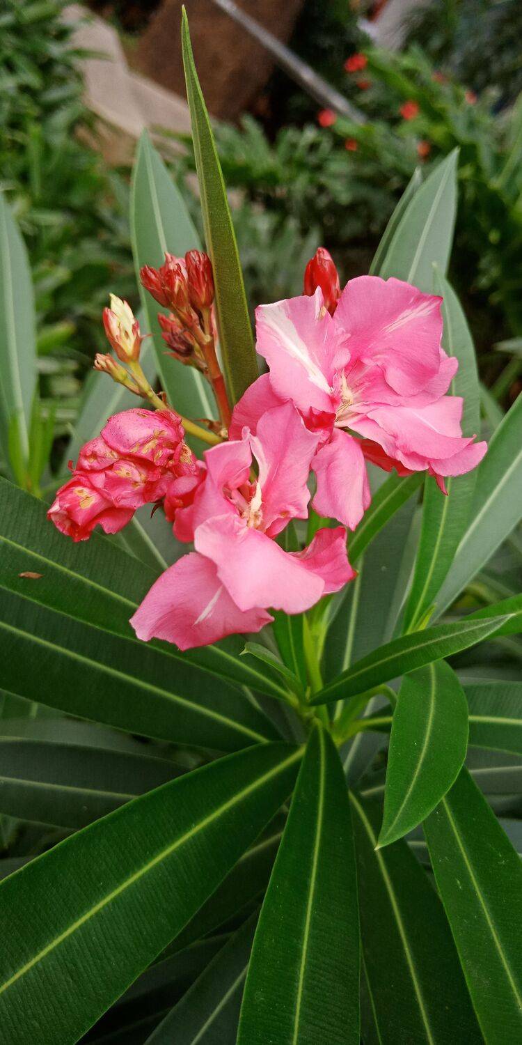 Late Bloomer
