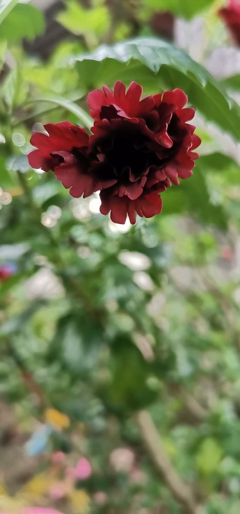 Blooming Petals
