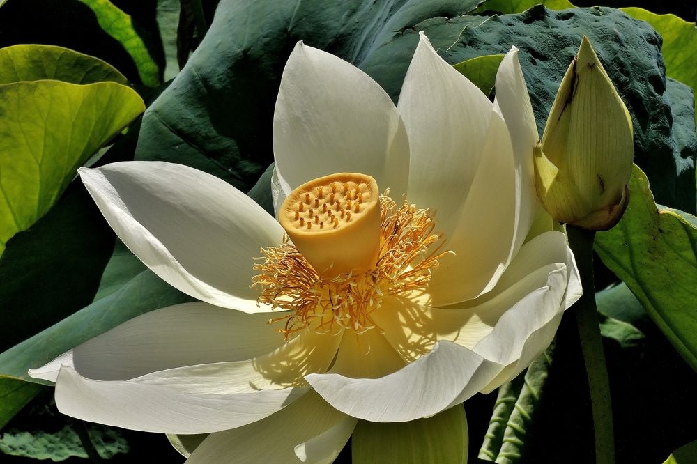 Photograph by backareva irina