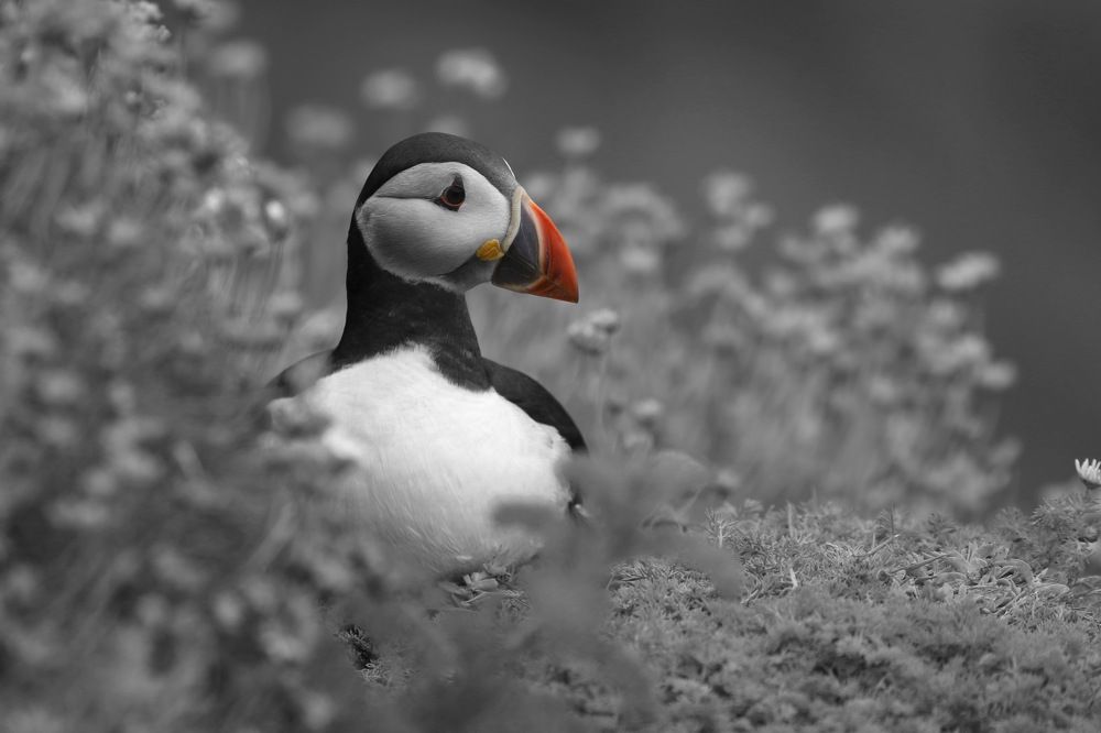 Puffin