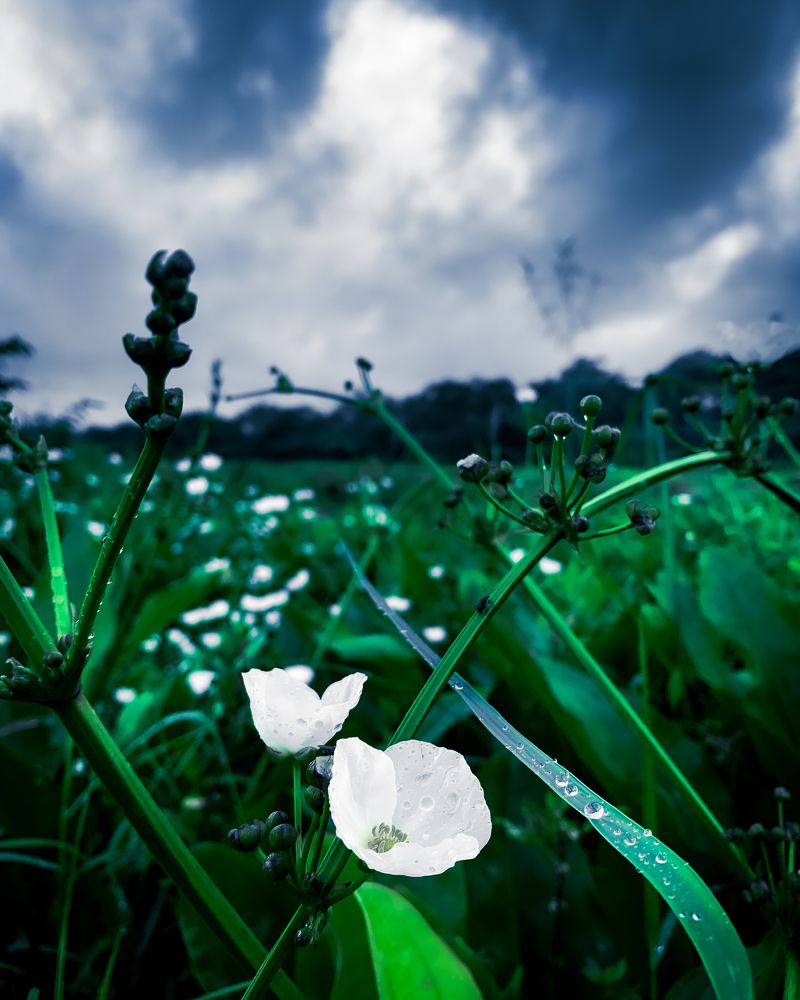 Photograph by Chamile Wickramanayake