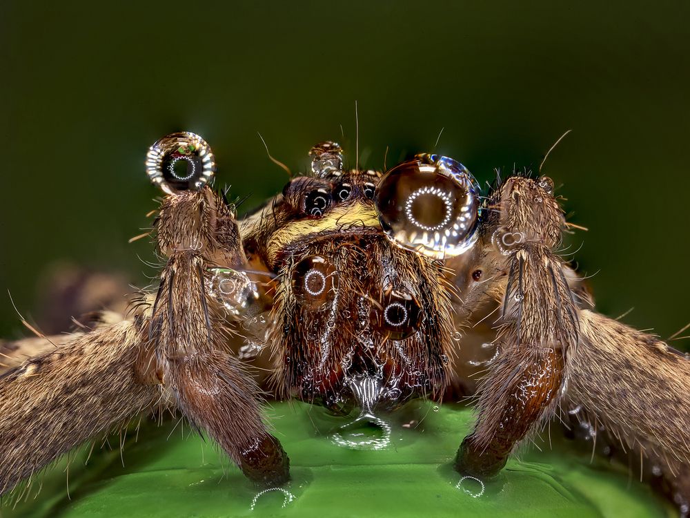 Jumping Spiders