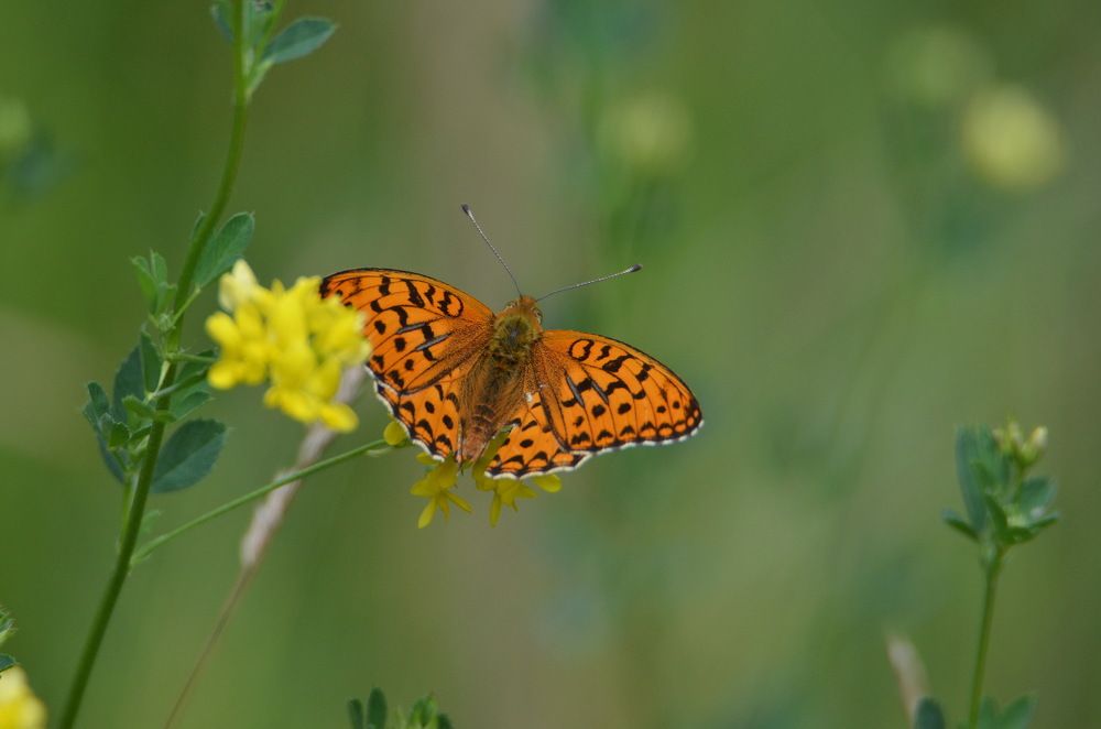 Photograph by Anna Kichapina