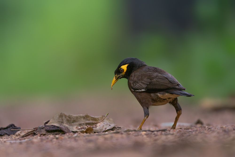 Photograph by Kushan Madushanka Sonnadara
