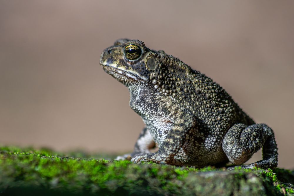 Photograph by Kushan Madushanka Sonnadara