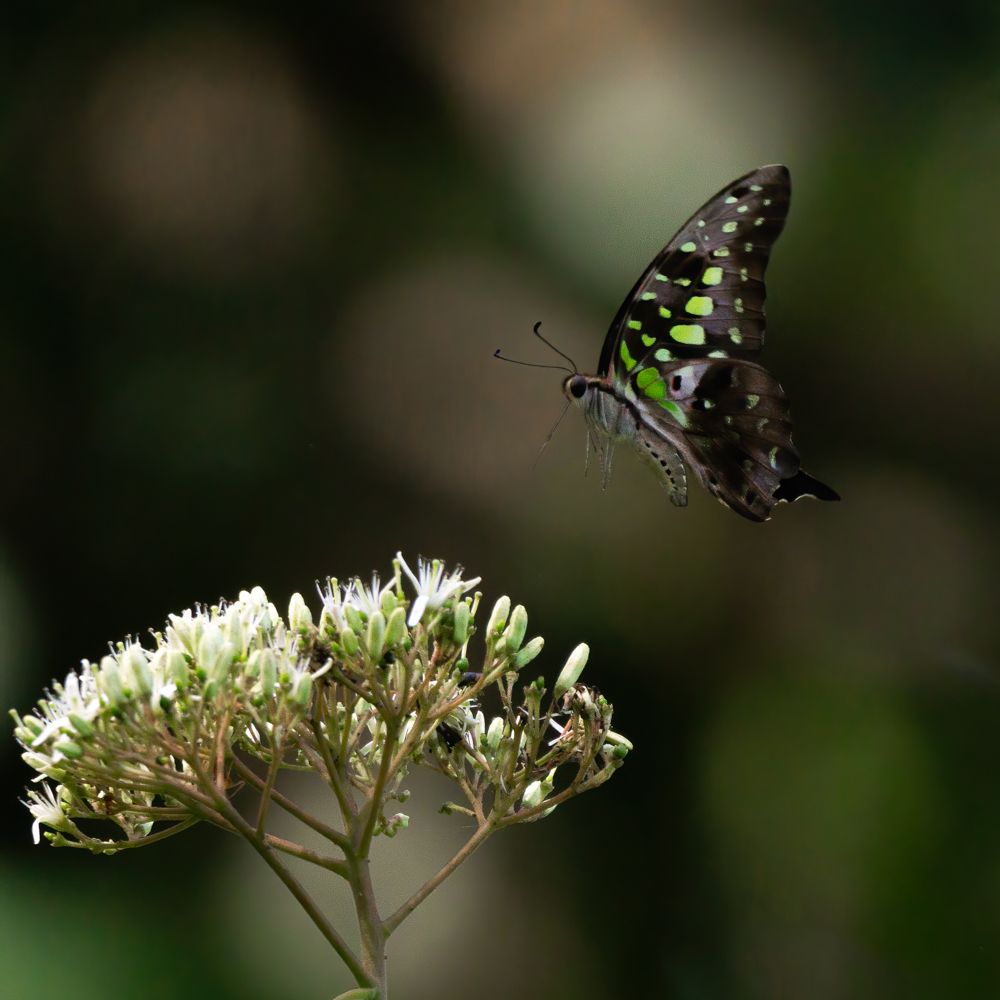 Photograph by Kushan Madushanka Sonnadara