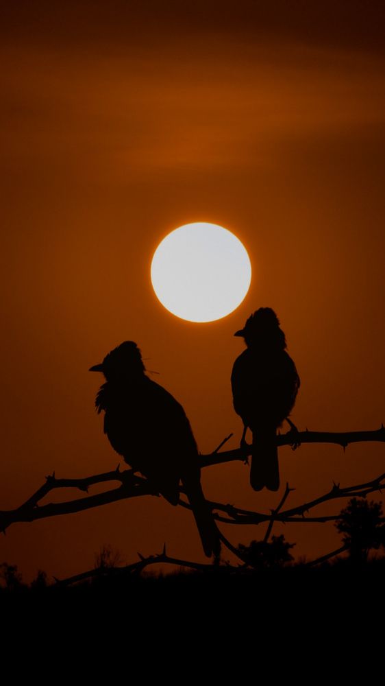 Red-whiskered bulbul. #couple