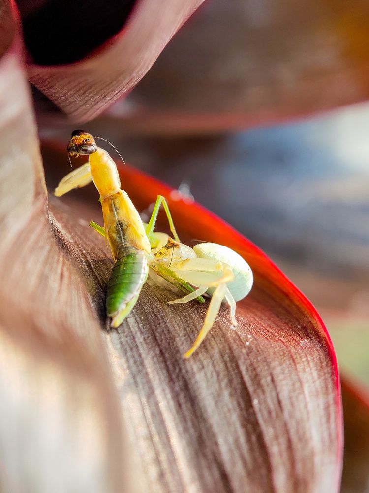 A Close Encounter with a Crab Spider Preying on a Mantis, Captured on a Vibrant Leaf.