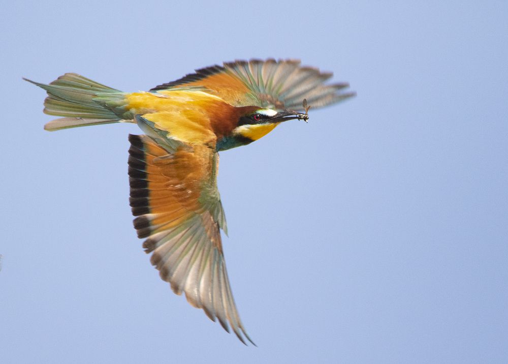 Крылатая радуга