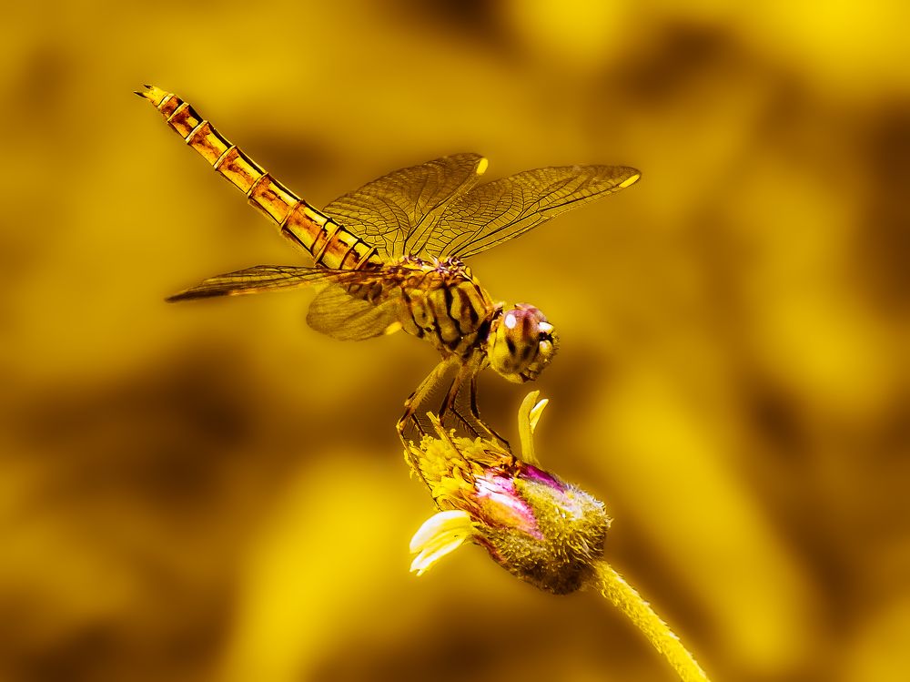 Golden Dragonfly