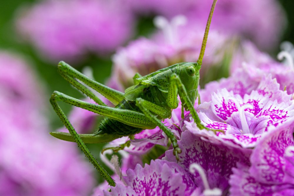 Кузя и Турецкая гвоздика