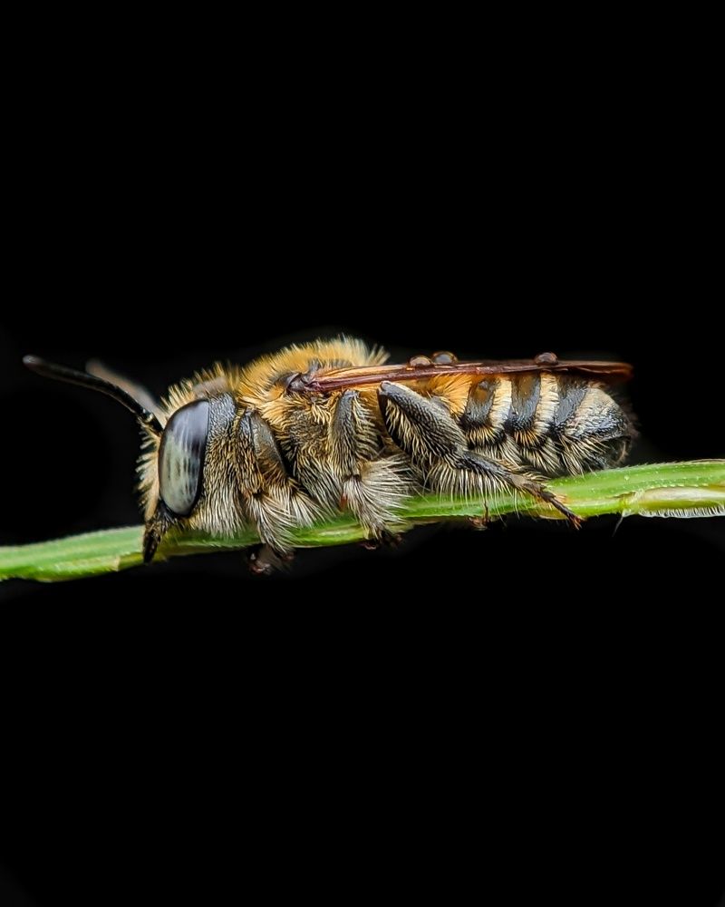 Mobile Macro capture of Leafcutter bee