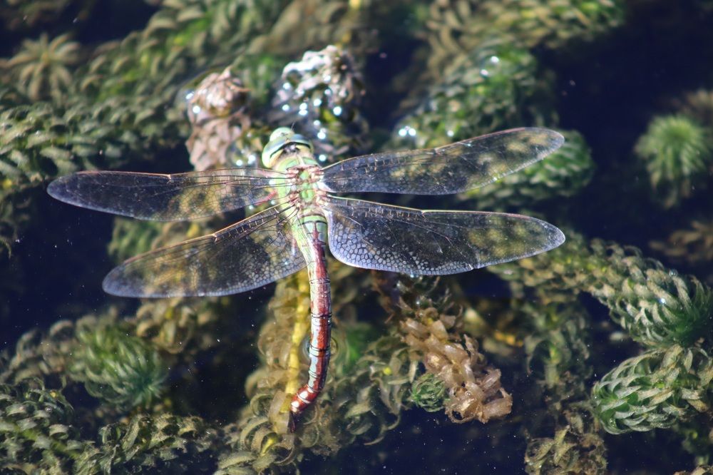 Photograph by José António Garcia Ferreira de Almeida