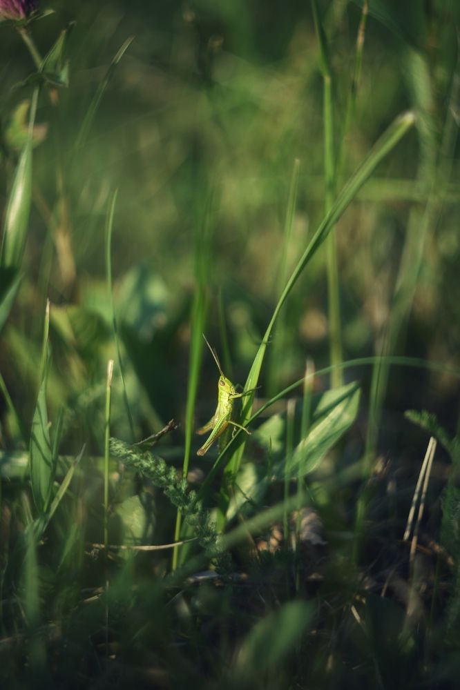 В траве сидел кузнечик