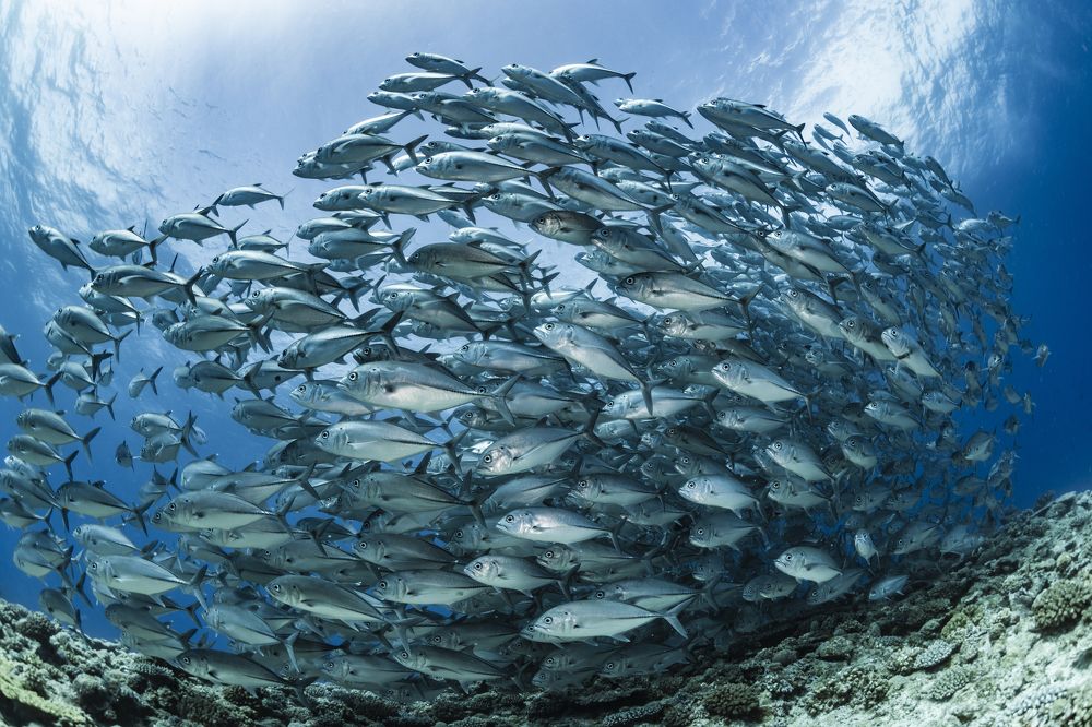 Clear sky, Clear seawater