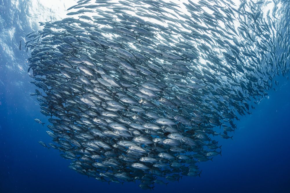 Photograph by KURASHIMA DAISUKE