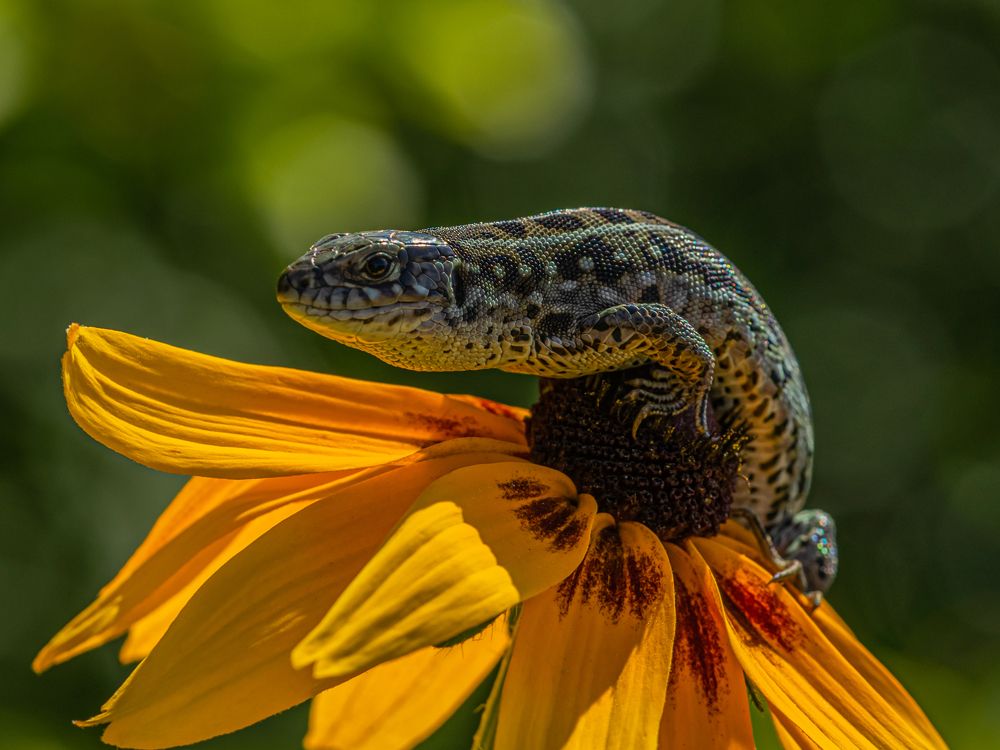 Хозяйка цветка