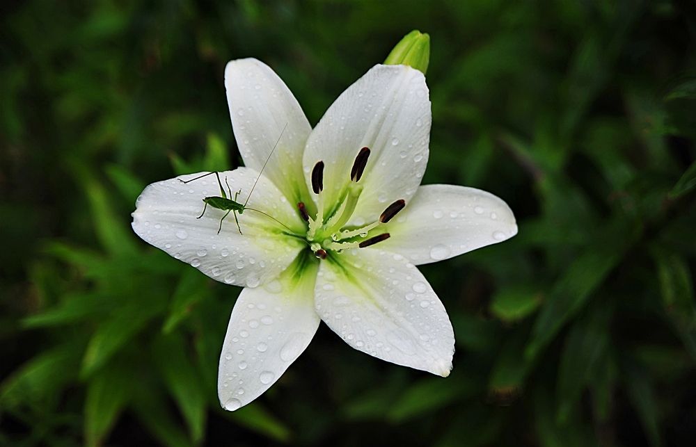 Photograph by Валерий Перевозчиков