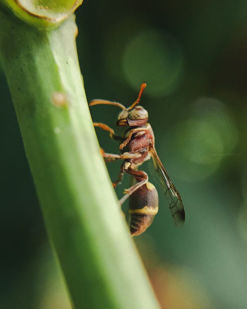Photograph by Anagha Peethambaran