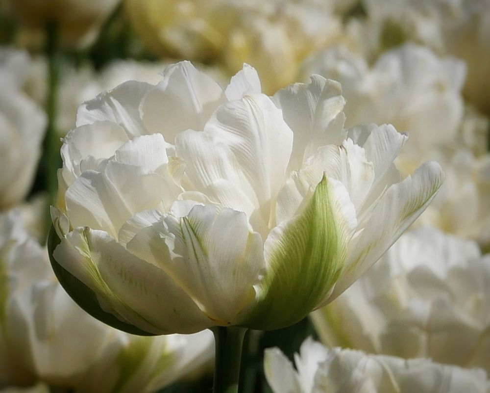 Photograph by Ольга Иовлева