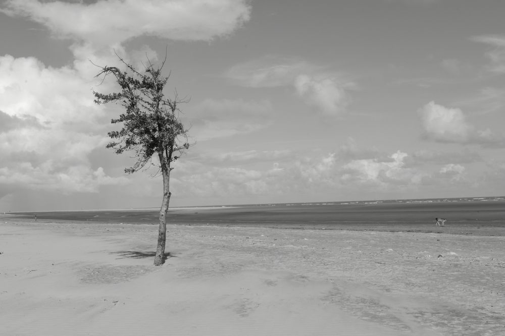 Lone fighter