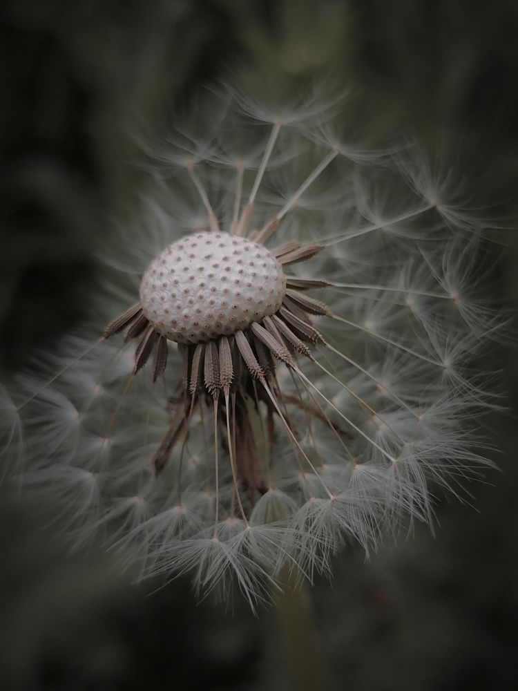 Dandelion petals