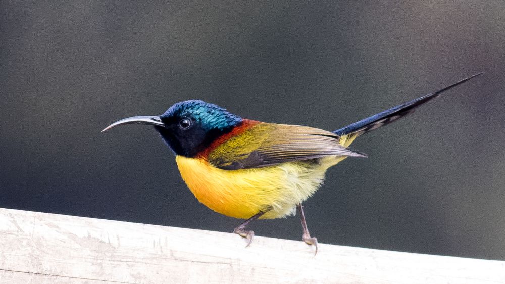 Sunbird - Green Tailed