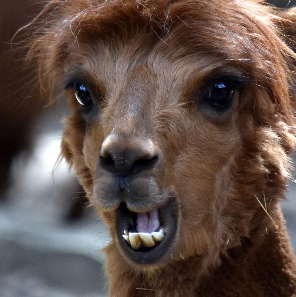 Лицо дикого мира... / The face of the wild...