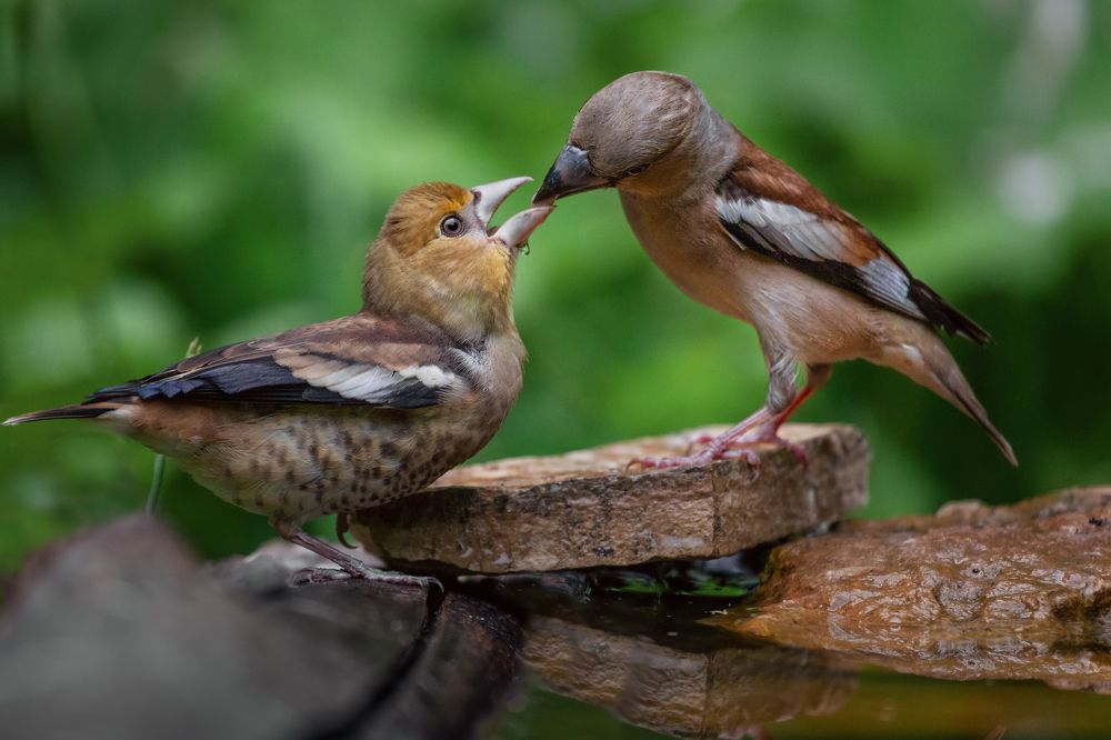 Photograph by Марат Кучкаев