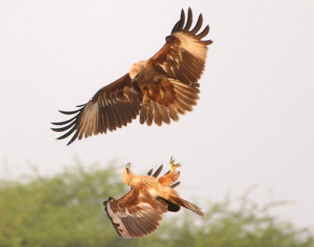 Fighting Mode - Marsh Harrier