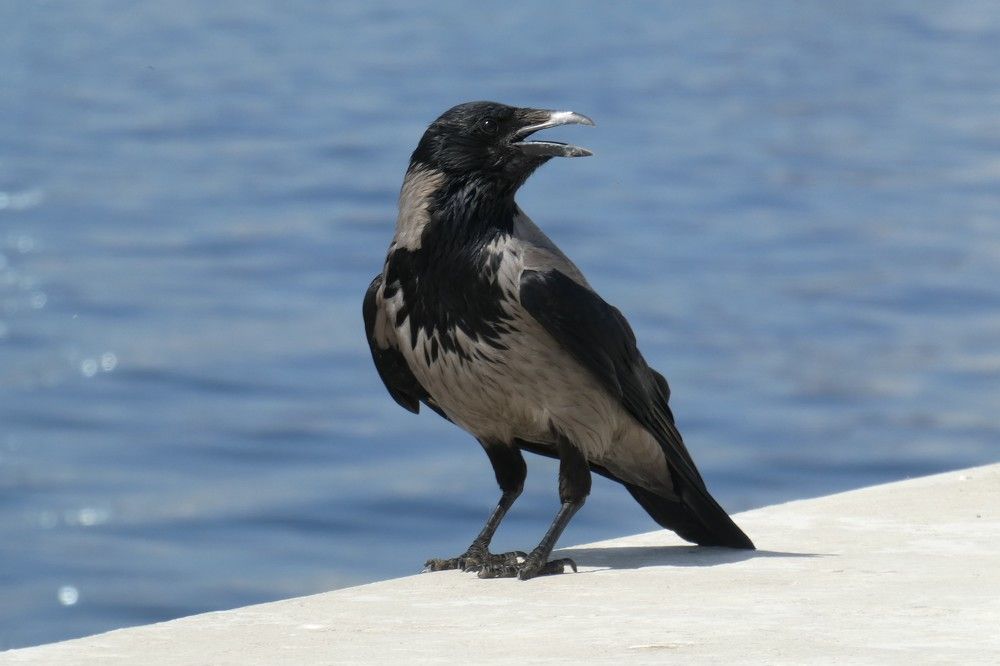 Photograph by Алексей Семкин