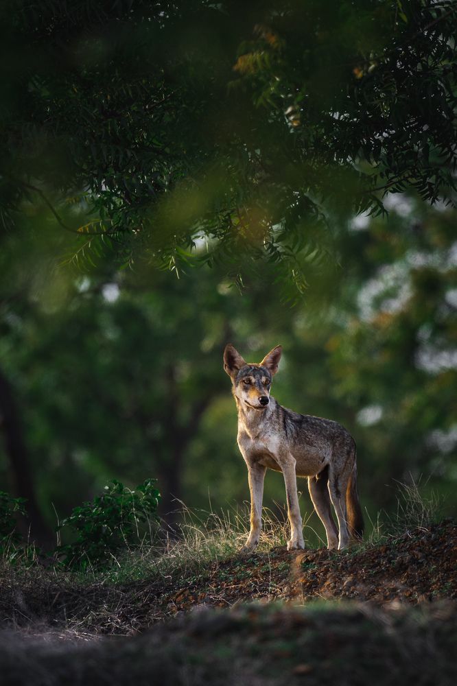 Grey Ghost of Grasslands!