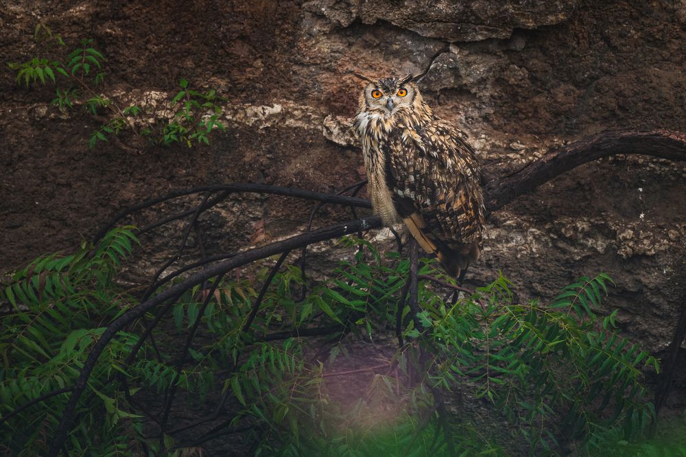 Master of Camouflage!