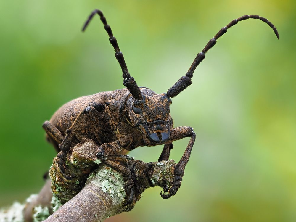 Ивовый толстяк