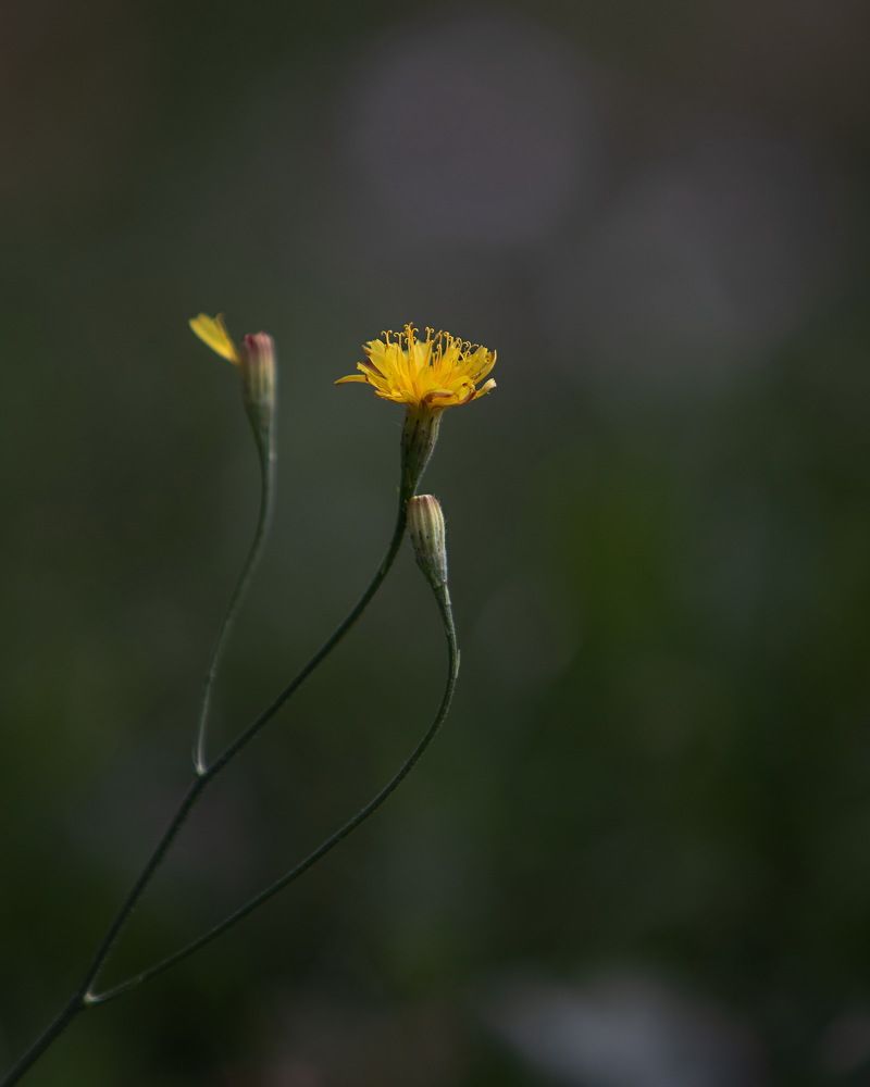 Photograph by Евгений Михеев