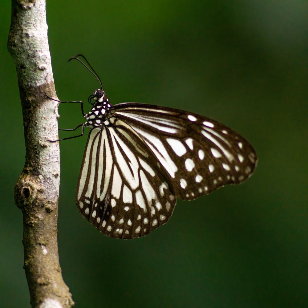 Photograph by Kushan Madushanka Sonnadara