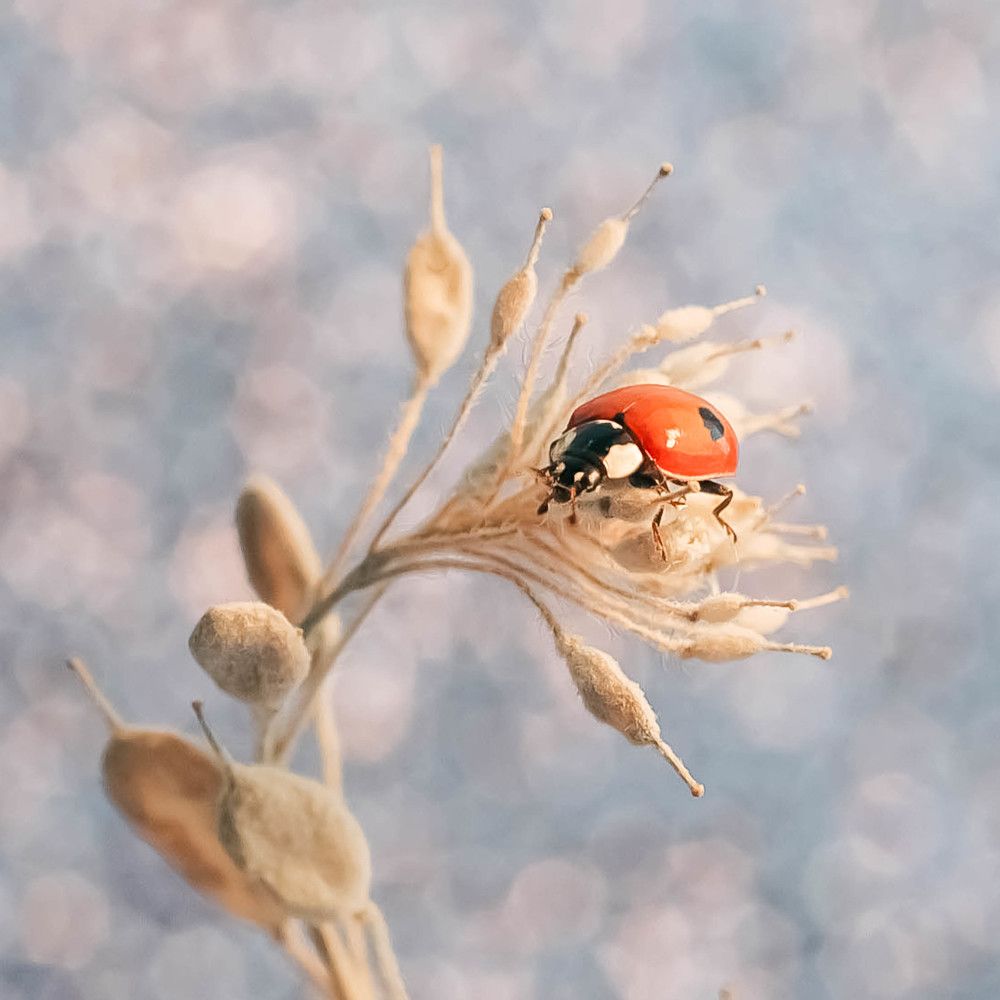 Photograph by Елена Мирзоева