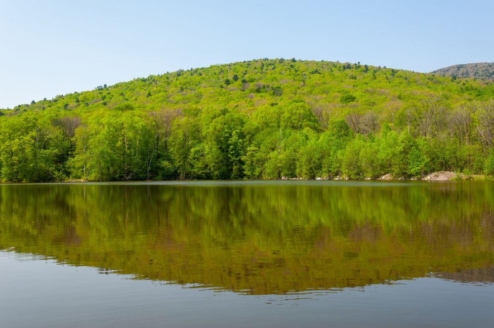 Лесное озеро