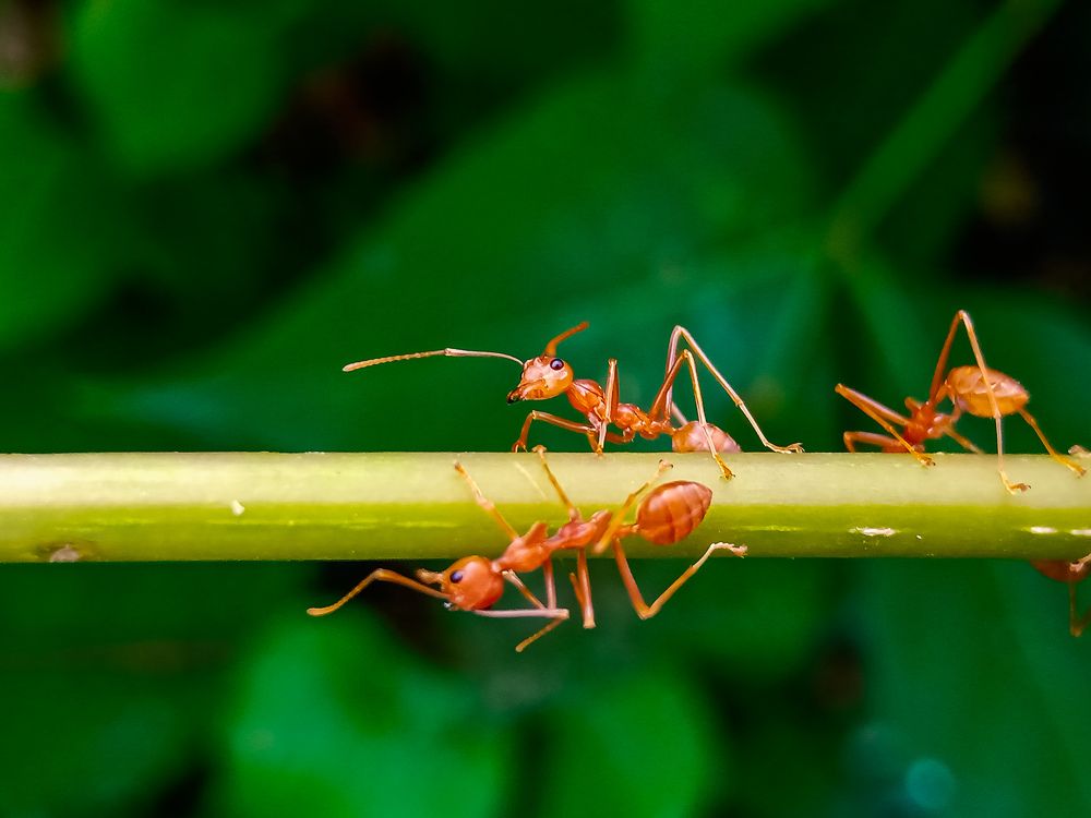 Photograph by Souvik Bhattacharyya