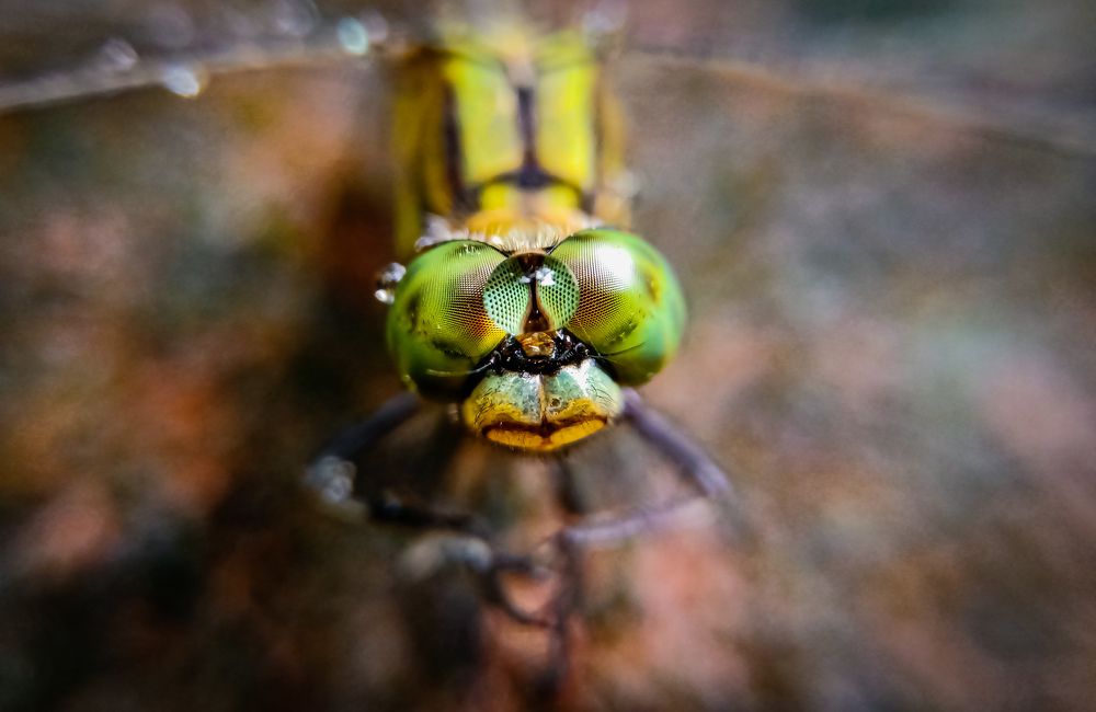 Photograph by Souvik Bhattacharyya