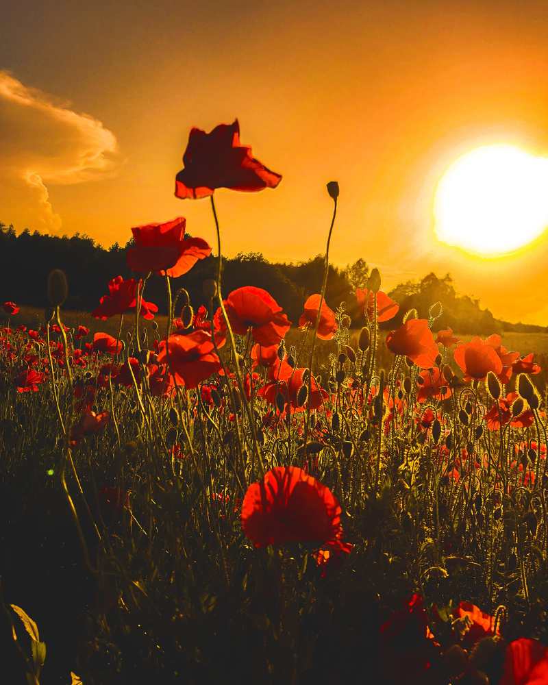 Photograph by Елена Башмакова