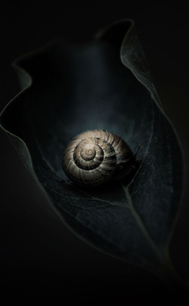 Фотография автора bahram pourshahbazi